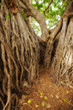 Huge jungle tree at Oahu, Hawaii
