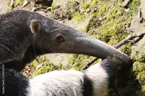 Foto: Großer Ameisenbär Großer Ameisenbär