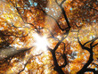 A photo of the forest dressed in the colors of autumn A photo of the forest dressed in the colors of autumn