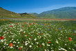 Castelluccio Norcia fioritura 2010 1