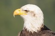 Bald eagle, alert and sharp