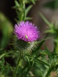 Thistle and Bugs