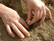 hands sowing garlic