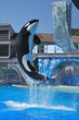 killer whale high jump