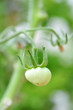 Kleine Tomate