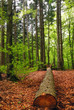 fallen tree into the forest