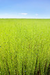 Green field of flax under blue sky with white clouds Green field of flax under blue sky with white clouds