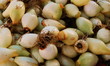 new onions