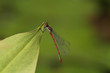 Rote Libelle