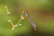 Libelle,rot
