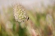 Animaletto su fiore