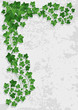 wall with ivy