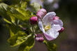 Apfelblüte Apfelblüte