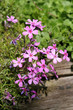 Polsterphlox