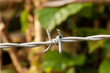 Macro Barbed Wire