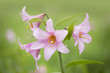 ヒメサユリの花