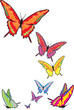butterfly butterfly