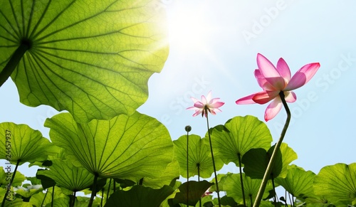 Foto: Lotus Lotus