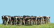 Small Herd of Young Cattle Small Herd of Young Cattle