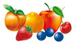 fruits illustration