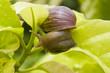 Photo: A close up of the snail on leaf A close up of the snail on leaf