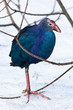 Purple Swamphen, Porphyrio porphyrio