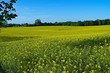 Rapsfeld im Frühjahr Rapsfeld im Frühjahr