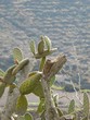 Lanzarote La Geria