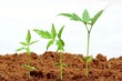 Sapling
