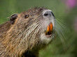 Portrait of a nutria