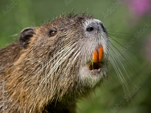 Photo: Portrait of a nutria Portrait of a nutria