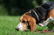 Beagel am schnüffeln