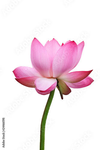 Photo: isolated lotus flower isolated lotus flower