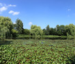 jardin aquatique