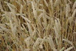 WHEAT