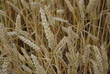 WHEAT