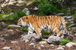 tiger walking