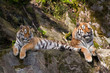 two tigers