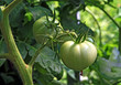green tomato on branch