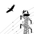 Stork