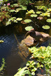 Gartenteich Gartenteich