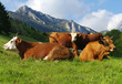 vaches à l' alpage vaches à l' alpage