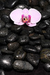 Orchid with black stones