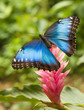 Blue Morpho