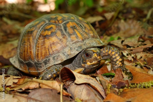 Photo: Box Turtle (Terrapene carolina) - Alabama Box Turtle (Terrapene carolina) - Alabama
