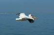 vol de pelican