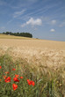 Feld im Sommer Feld im Sommer