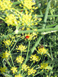 marienkäfer auf gewürzfenchel
