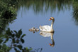 swan
