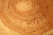 Year rings of a tree